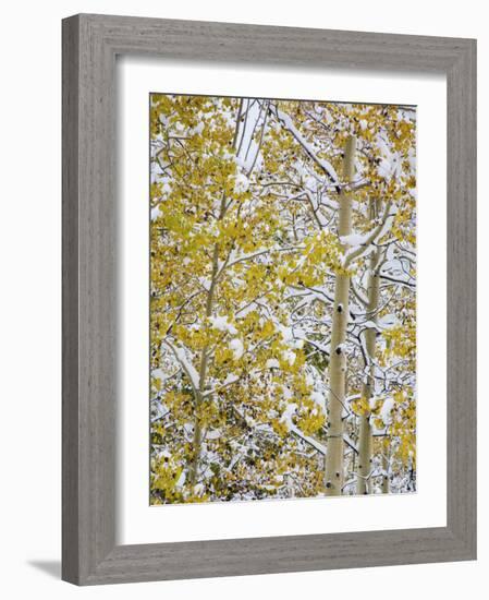 Snow Covered Aspens and Firs, Maroon Bells, Colorado, USA-Terry Eggers-Framed Photographic Print