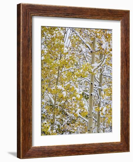 Snow Covered Aspens and Firs, Maroon Bells, Colorado, USA-Terry Eggers-Framed Photographic Print