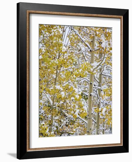 Snow Covered Aspens and Firs, Maroon Bells, Colorado, USA-Terry Eggers-Framed Photographic Print