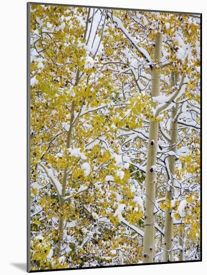 Snow Covered Aspens and Firs, Maroon Bells, Colorado, USA-Terry Eggers-Mounted Photographic Print