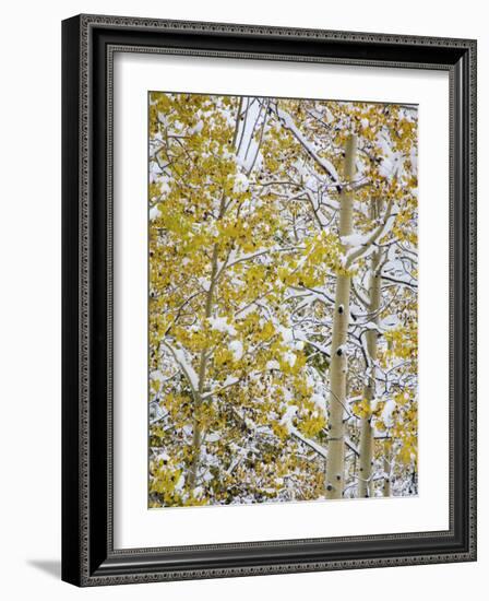 Snow Covered Aspens and Firs, Maroon Bells, Colorado, USA-Terry Eggers-Framed Photographic Print