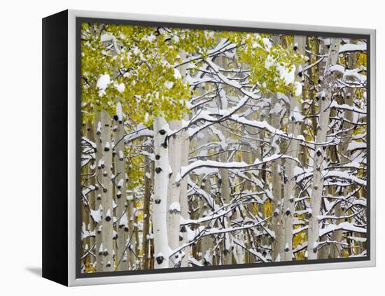 Snow Covered Aspens and Firs, Maroon Bells, Colorado, USA-Terry Eggers-Framed Premier Image Canvas