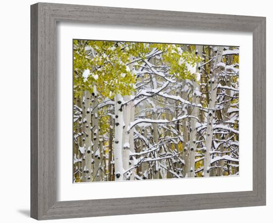 Snow Covered Aspens and Firs, Maroon Bells, Colorado, USA-Terry Eggers-Framed Photographic Print