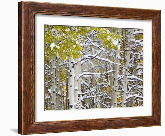 Snow Covered Aspens and Firs, Maroon Bells, Colorado, USA-Terry Eggers-Framed Photographic Print