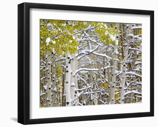 Snow Covered Aspens and Firs, Maroon Bells, Colorado, USA-Terry Eggers-Framed Photographic Print