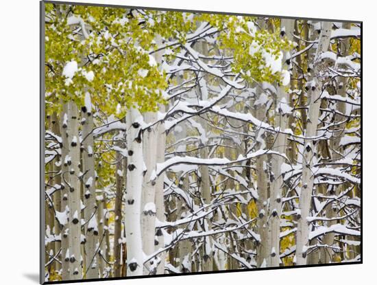 Snow Covered Aspens and Firs, Maroon Bells, Colorado, USA-Terry Eggers-Mounted Photographic Print