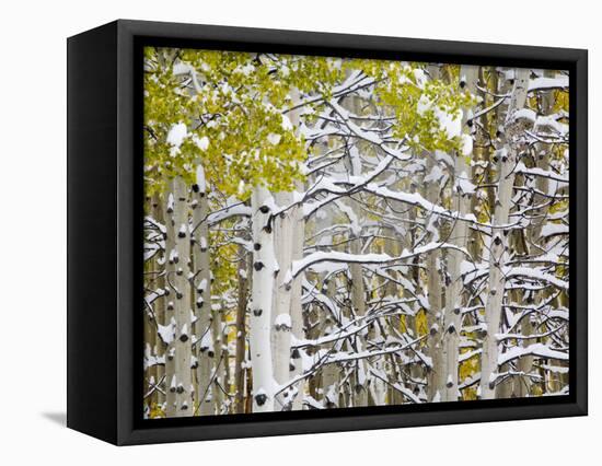 Snow Covered Aspens and Firs, Maroon Bells, Colorado, USA-Terry Eggers-Framed Premier Image Canvas