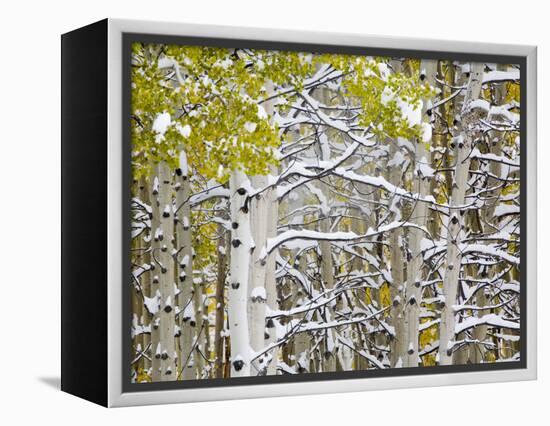 Snow Covered Aspens and Firs, Maroon Bells, Colorado, USA-Terry Eggers-Framed Premier Image Canvas