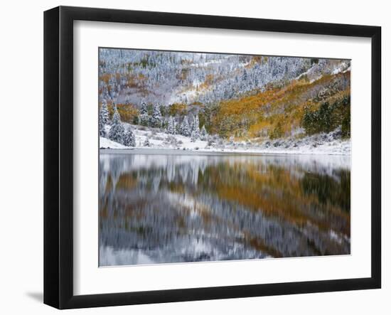 Snow Covered Aspens, Maroon Bells, Colorado, USA-Terry Eggers-Framed Photographic Print