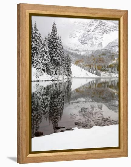 Snow Covered Aspens, Maroon Bells, Colorado, USA-Terry Eggers-Framed Premier Image Canvas