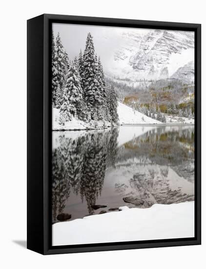 Snow Covered Aspens, Maroon Bells, Colorado, USA-Terry Eggers-Framed Premier Image Canvas