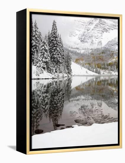 Snow Covered Aspens, Maroon Bells, Colorado, USA-Terry Eggers-Framed Premier Image Canvas