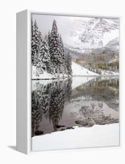 Snow Covered Aspens, Maroon Bells, Colorado, USA-Terry Eggers-Framed Premier Image Canvas