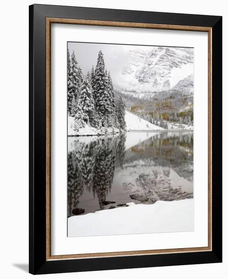 Snow Covered Aspens, Maroon Bells, Colorado, USA-Terry Eggers-Framed Photographic Print