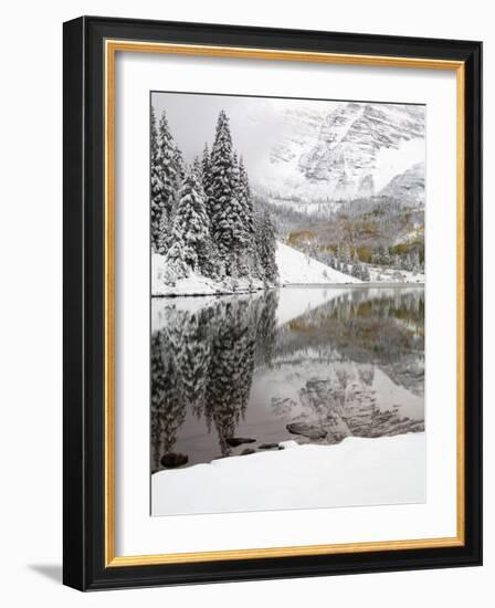 Snow Covered Aspens, Maroon Bells, Colorado, USA-Terry Eggers-Framed Photographic Print