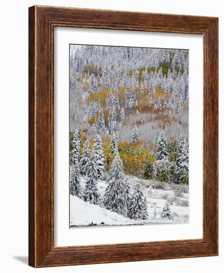 Snow Covered Aspens, Maroon Bells, Colorado, USA-Terry Eggers-Framed Photographic Print