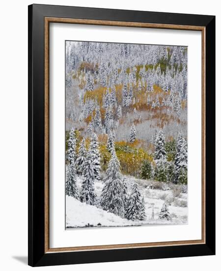 Snow Covered Aspens, Maroon Bells, Colorado, USA-Terry Eggers-Framed Photographic Print