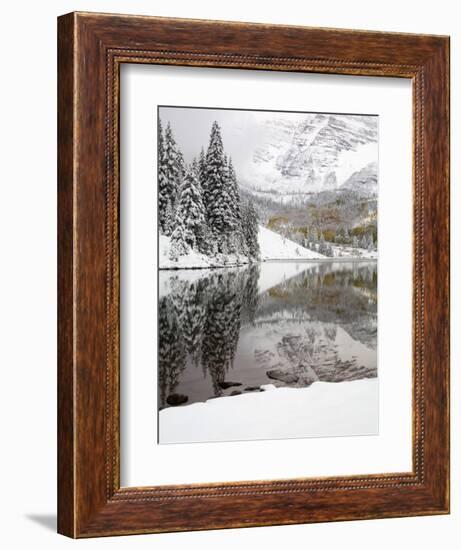 Snow Covered Aspens, Maroon Bells, Colorado, USA-Terry Eggers-Framed Photographic Print