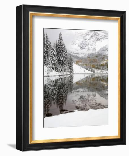 Snow Covered Aspens, Maroon Bells, Colorado, USA-Terry Eggers-Framed Photographic Print