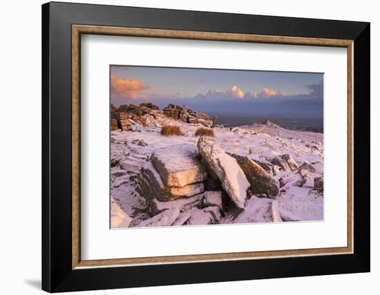 Snow covered Belstone tor at dawn, Dartmoor, Devon, England. Winter (January) 2016.-Adam Burton-Framed Photographic Print