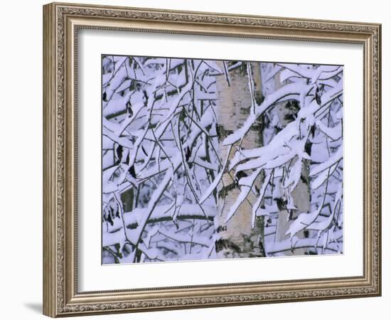 Snow Covered Birch Trees, Bavaria, Germany-Martin Gabriel-Framed Photographic Print