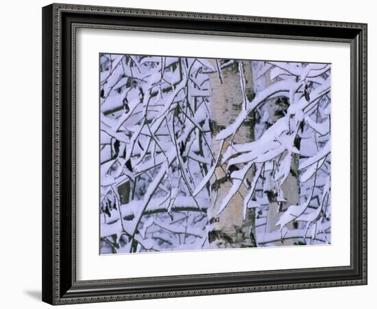 Snow Covered Birch Trees, Bavaria, Germany-Martin Gabriel-Framed Photographic Print