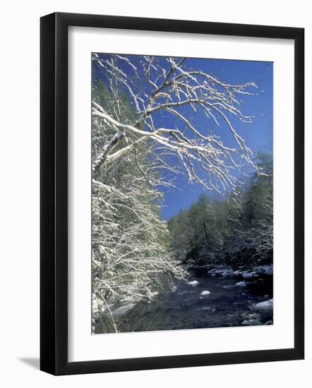 Snow-Covered Branches on Little River, Great Smoky Mountains National Park, Tennessee, USA-Adam Jones-Framed Photographic Print