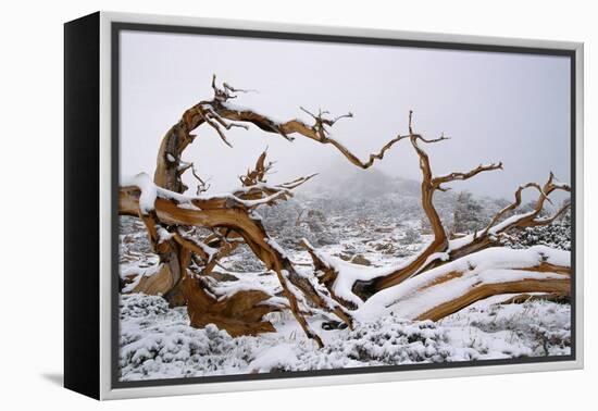 Snow Covered Bristlecone Pine on Mount Goliath-W. Perry Conway-Framed Premier Image Canvas