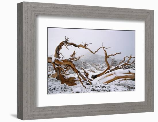 Snow Covered Bristlecone Pine on Mount Goliath-W. Perry Conway-Framed Photographic Print