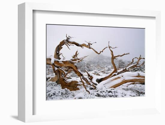 Snow Covered Bristlecone Pine on Mount Goliath-W. Perry Conway-Framed Photographic Print