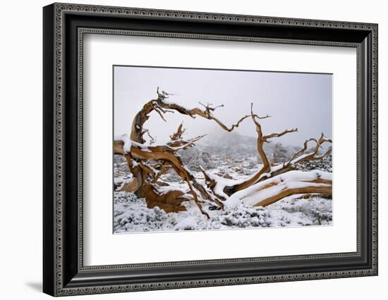 Snow Covered Bristlecone Pine on Mount Goliath-W. Perry Conway-Framed Photographic Print