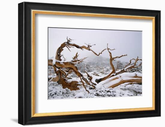 Snow Covered Bristlecone Pine on Mount Goliath-W. Perry Conway-Framed Photographic Print