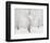 Snow Covered Cottonwood Trees-Alan Majchrowicz-Framed Photo