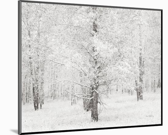 Snow Covered Cottonwood Trees-Alan Majchrowicz-Mounted Photo