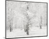 Snow Covered Cottonwood Trees-Alan Majchrowicz-Mounted Photo