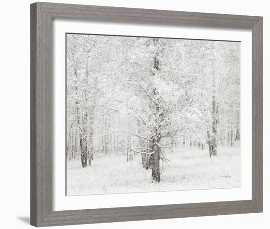 Snow Covered Cottonwood Trees-Alan Majchrowicz-Framed Photo