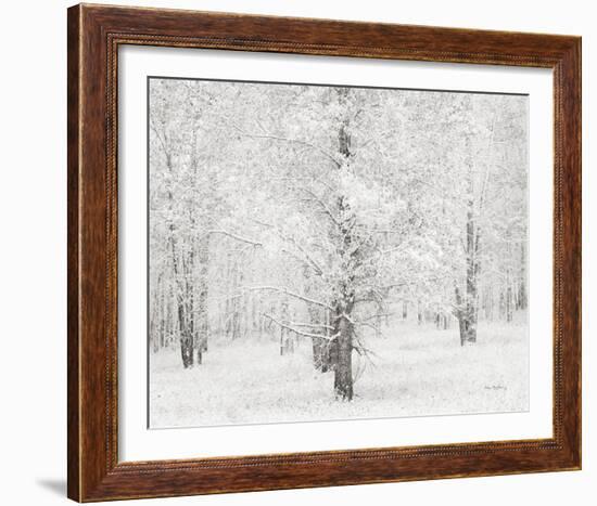 Snow Covered Cottonwood Trees-Alan Majchrowicz-Framed Photo