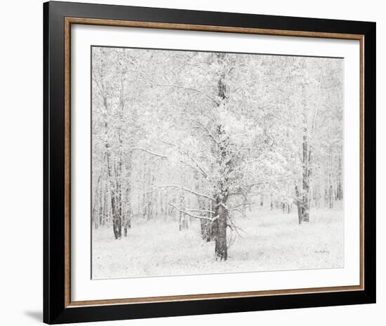 Snow Covered Cottonwood Trees-Alan Majchrowicz-Framed Photo