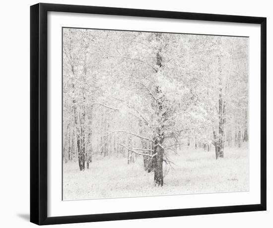 Snow Covered Cottonwood Trees-Alan Majchrowicz-Framed Photo