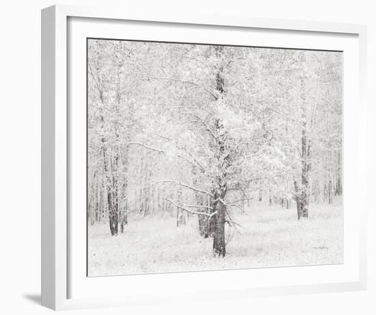 Snow Covered Cottonwood Trees-Alan Majchrowicz-Framed Photo