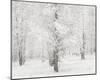 Snow Covered Cottonwood Trees-Alan Majchrowicz-Mounted Photo