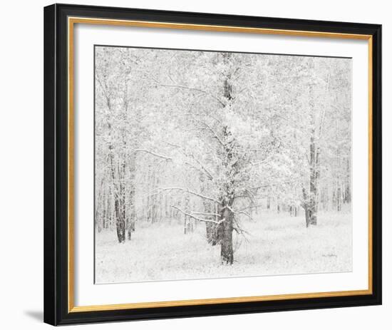 Snow Covered Cottonwood Trees-Alan Majchrowicz-Framed Photo