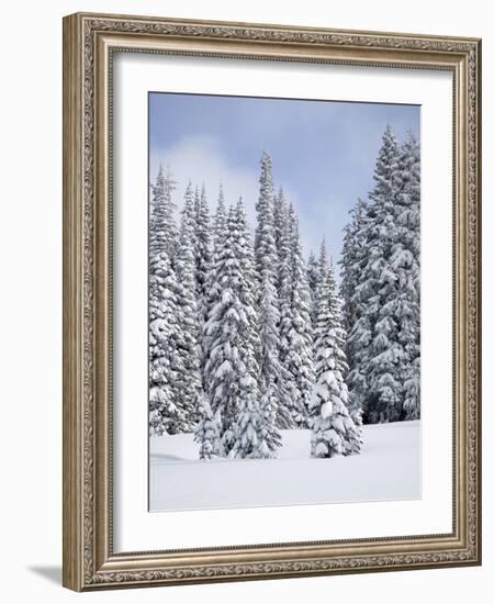 Snow-Covered Fir Trees, Mount Rainier National Park, Washington, Usa-Jamie & Judy Wild-Framed Photographic Print