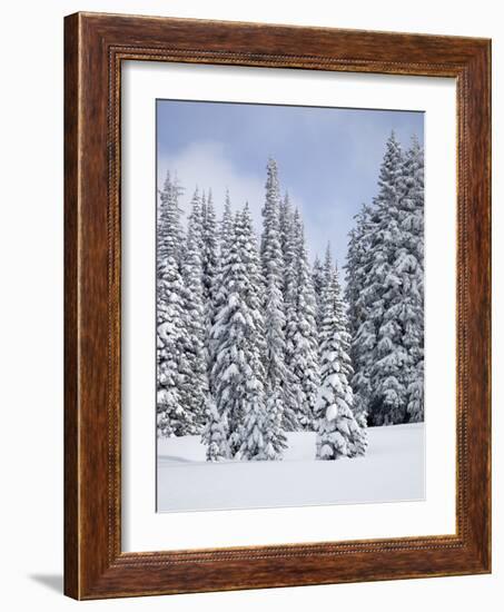 Snow-Covered Fir Trees, Mount Rainier National Park, Washington, Usa-Jamie & Judy Wild-Framed Photographic Print