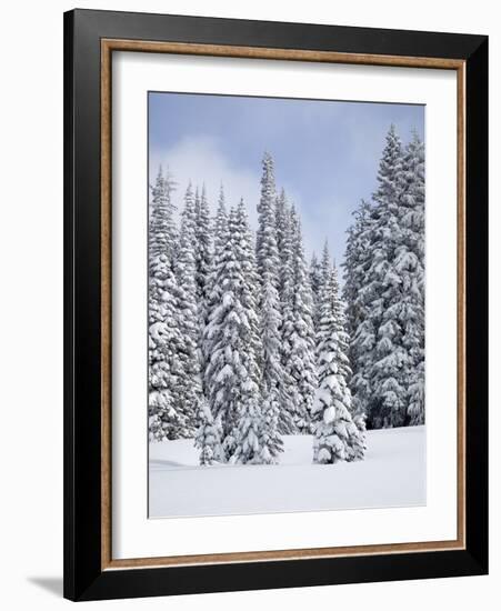 Snow-Covered Fir Trees, Mount Rainier National Park, Washington, Usa-Jamie & Judy Wild-Framed Photographic Print