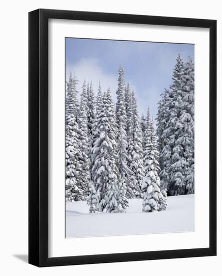 Snow-Covered Fir Trees, Mount Rainier National Park, Washington, Usa-Jamie & Judy Wild-Framed Photographic Print