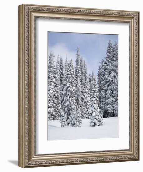 Snow-Covered Fir Trees, Mount Rainier National Park, Washington, Usa-Jamie & Judy Wild-Framed Photographic Print