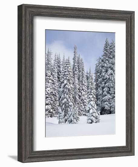 Snow-Covered Fir Trees, Mount Rainier National Park, Washington, Usa-Jamie & Judy Wild-Framed Photographic Print