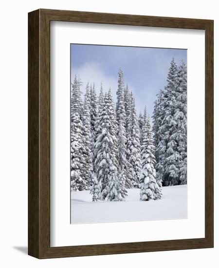 Snow-Covered Fir Trees, Mount Rainier National Park, Washington, Usa-Jamie & Judy Wild-Framed Photographic Print