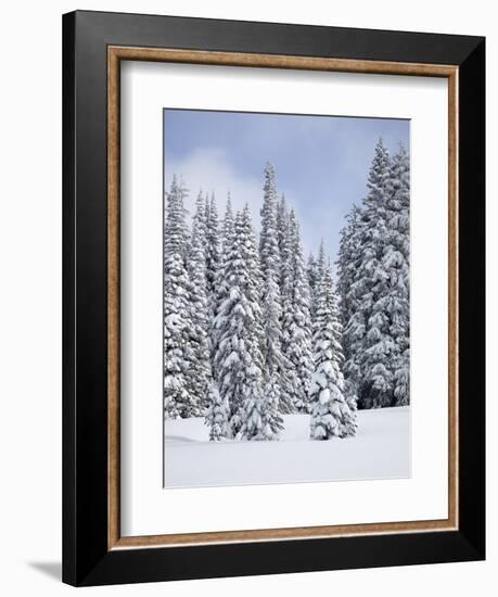 Snow-Covered Fir Trees, Mount Rainier National Park, Washington, Usa-Jamie & Judy Wild-Framed Photographic Print